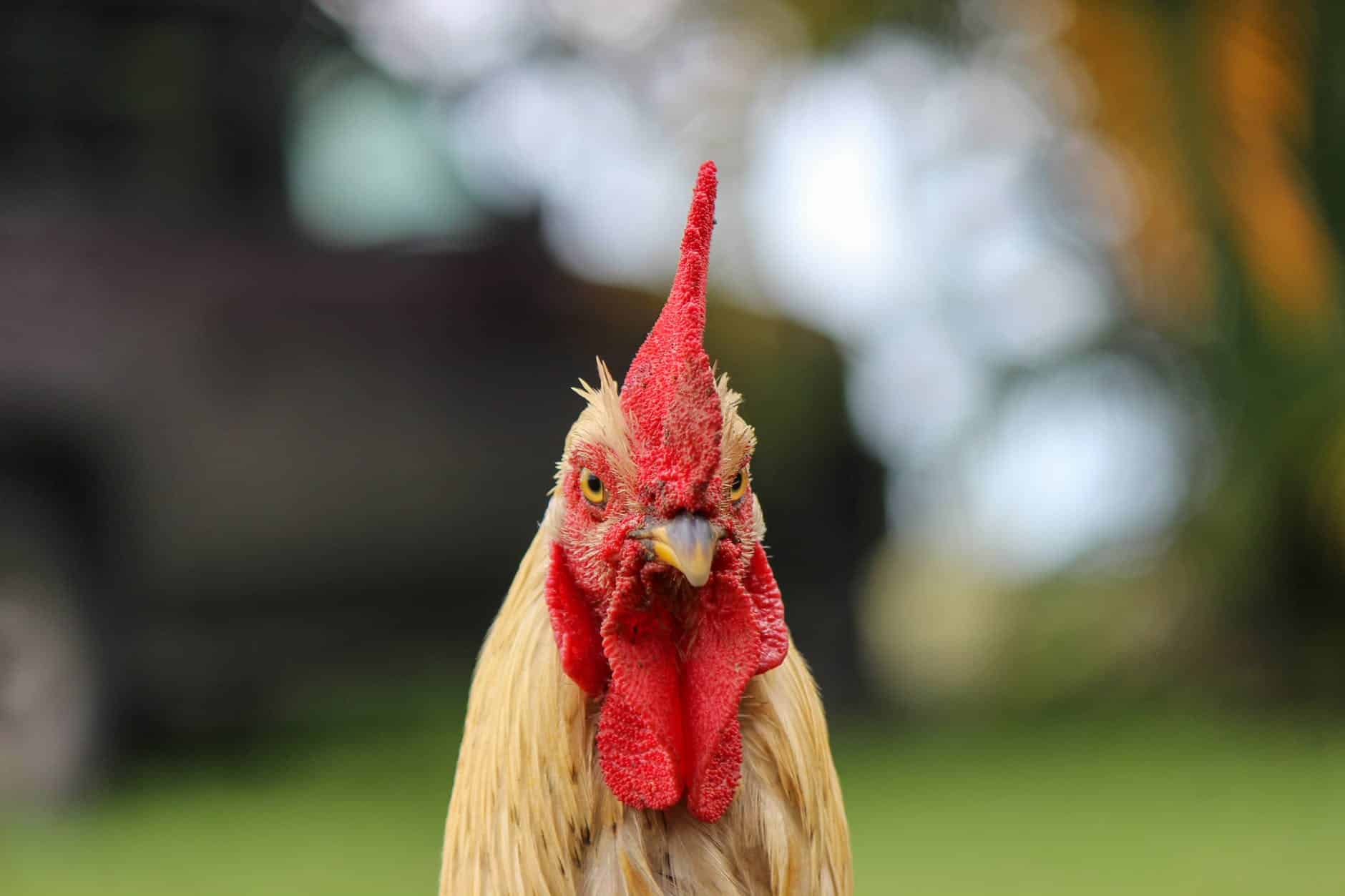 Gallo y Perra jugando a que te cojo raton 1 selective focus photography of rooster s head