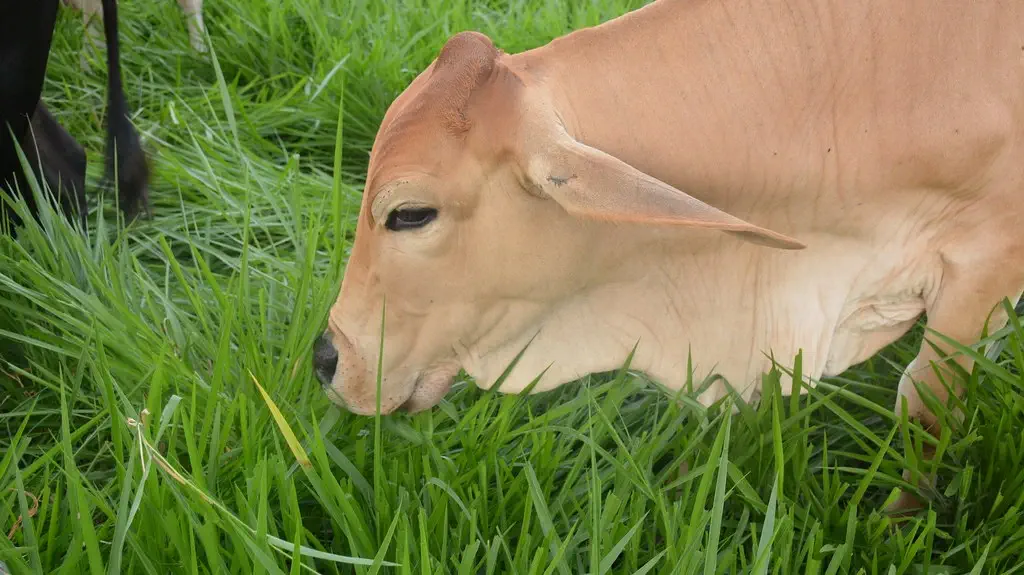 Departamentos de Colombia con más vacas que gente: Un análisis detallado 1 Ganado colombia