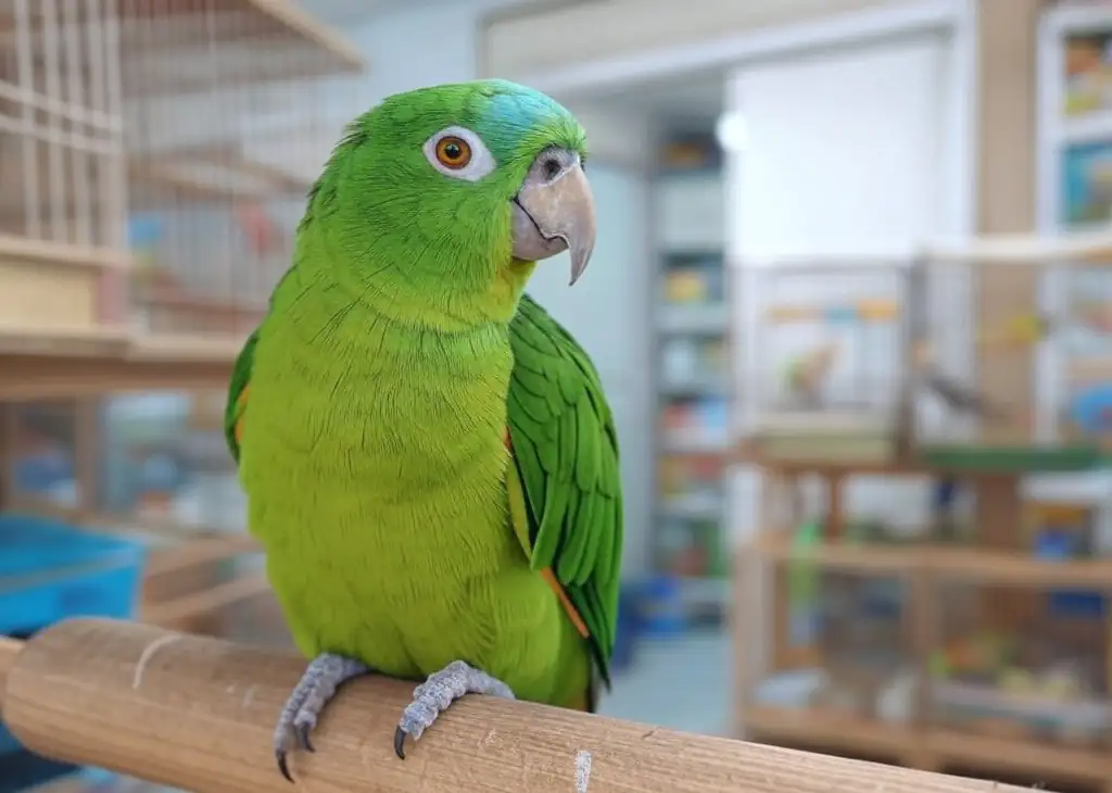 Un Loro Hermoso 1 El Loro Hermoso