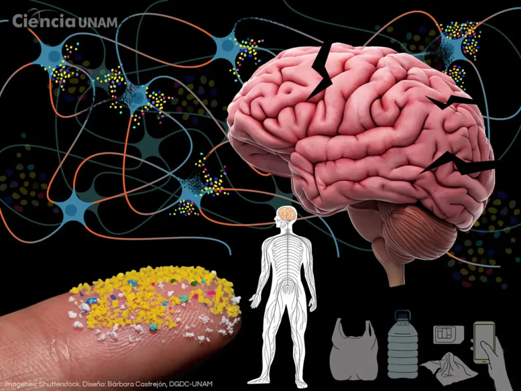 Microplásticos en el Cerebro: La Alarma Silenciosa del Siglo XXI 1 Microplasticos Cerebrales