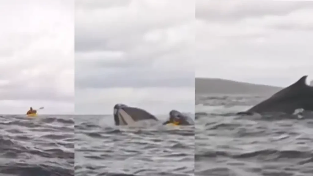 Ballena Traga Hombre en Chile - Descubre la Increíble Historia 1 Ballena Traga Hombre en Chile