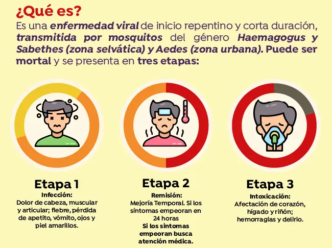 Fiebre Amarilla en Colombia: Síntomas, Prevención y Todo lo que Necesitas Saber 2 Etapas de la fiebre amarilla
